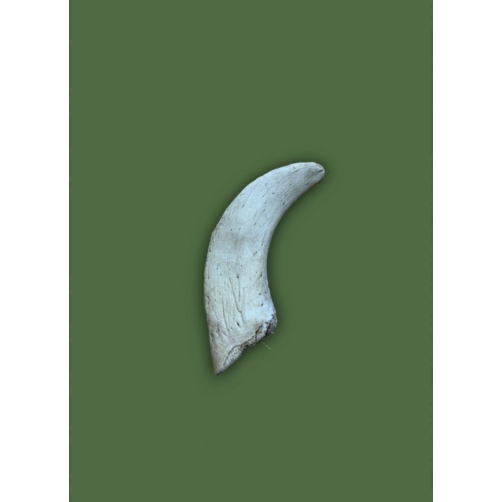 ANCO Naturals Lamb Marrow Horn