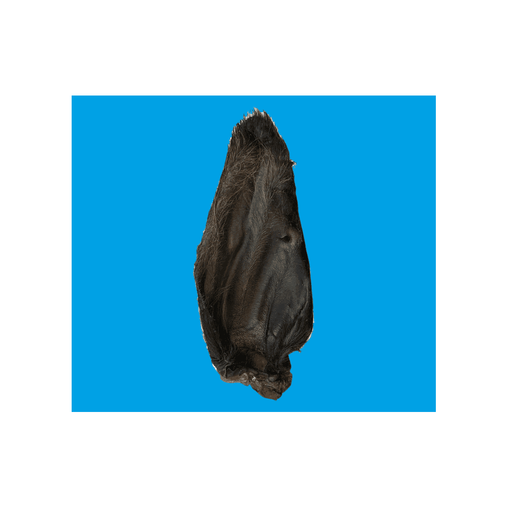 Natural Dog Treats Large Buffalo Ear with Hair