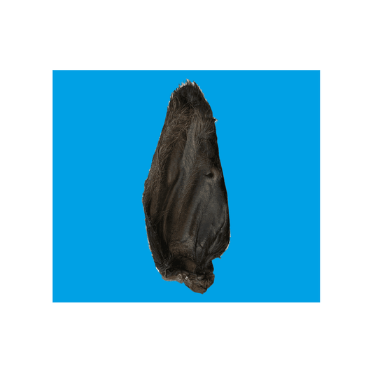 Natural Dog Treats Large Buffalo Ear with Hair