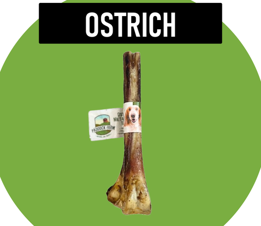 Natural Dog Treats Ostrich Metatarsus Bone